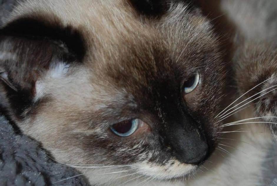 Alerta de Desaparición Gato cruce Hembra , 11 años Couëron Francia